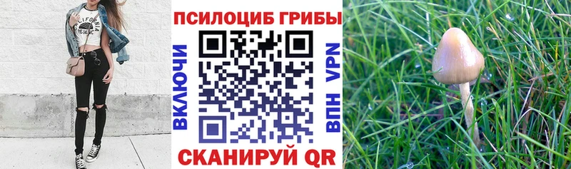 хочу наркоту  мега ссылки  Псилоцибиновые грибы Psilocybe  Волгодонск 